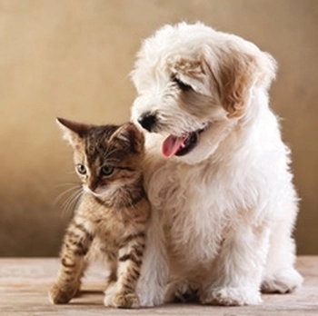 Koledar Kužki in mucki - SI