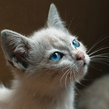 Koledar Kužki in mucki - SI