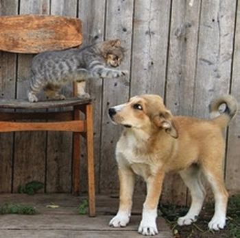 Koledar Kužki in mucki - SI