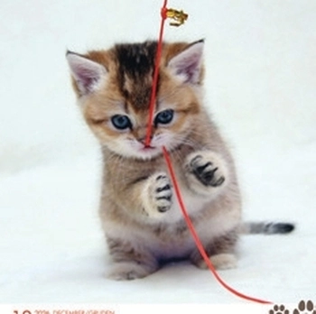 Koledar Kužki in mucki - SI