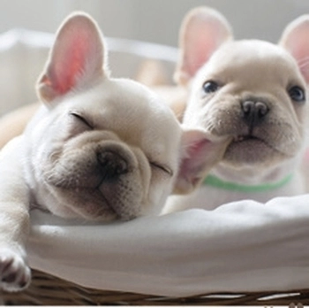 Koledar Kužki in mucki - SI