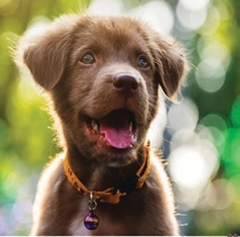 Koledar Kužki in mucki - SI