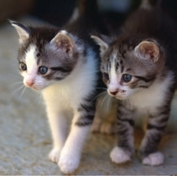 Koledar Kužki in mucki - SI