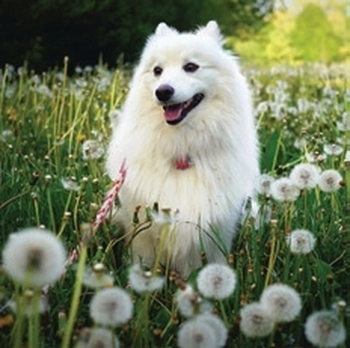 Koledar Kužki in mucki - SI