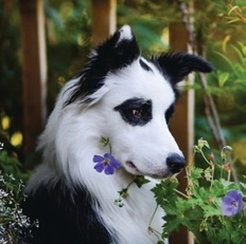 Koledar Kužki in mucki - SI