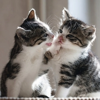 Koledar Kužki in mucki - SI